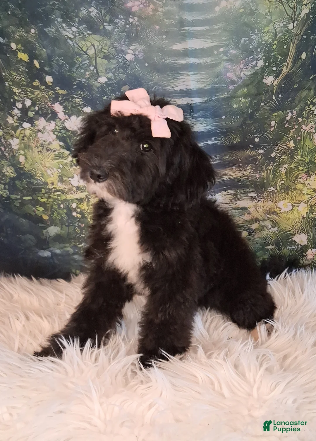 Mixed Breed dogs for sale: Dora Micro Golden Sheltie Doodle - Ad 2