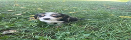 Mixed Breed dogs for sale: Female #4 - Ad 2