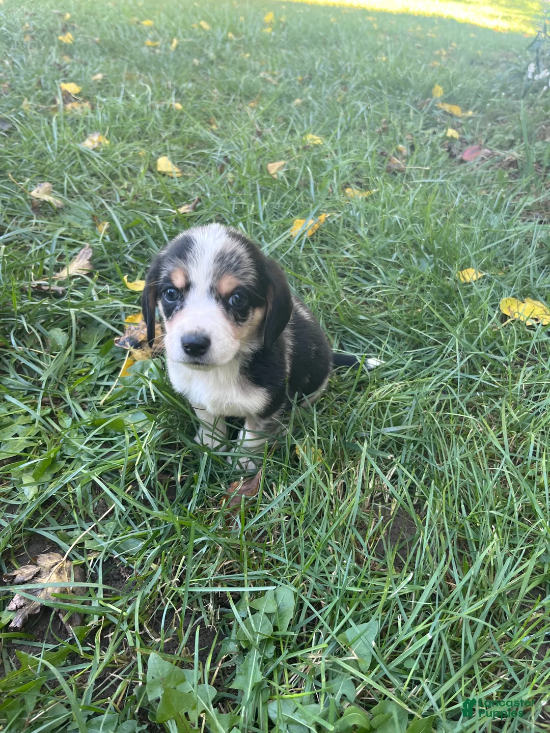 Mixed Breed dogs for sale: Female #4 - Ad 2