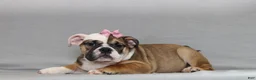 English Bulldog dogs for sale: Darcy - Ad 3