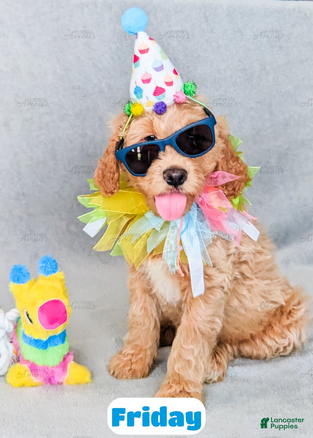 Goldendoodle dogs for sale: Friday - Ad 4