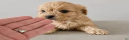 Cavapoo dogs for sale: Calvin - Ad 1
