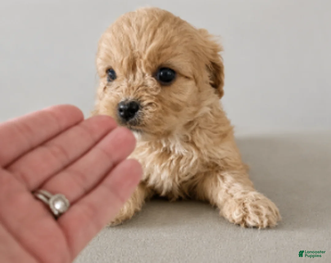 Cavapoo dogs for sale: Calvin - Ad 1