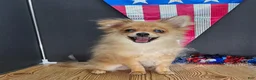 Pomeranian dogs for sale: Pepper's Long Shot - "Archer" - Ad 29