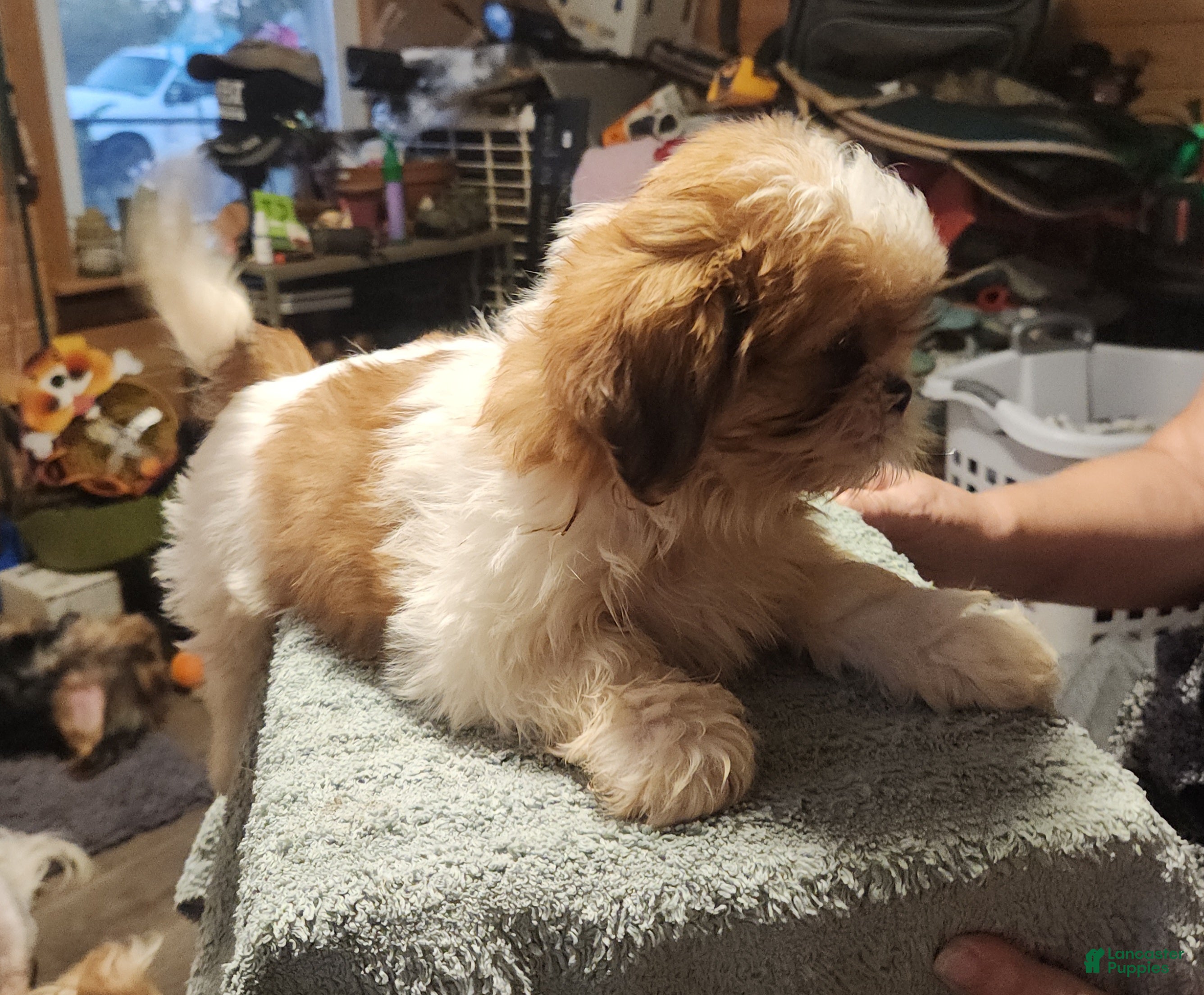 Shih Tzu dogs for sale: Tom - Ad 1
