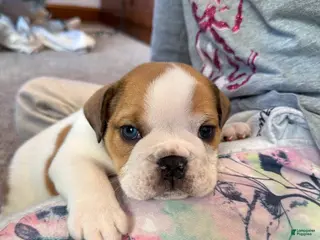 English Bulldog dogs Ralf - Ad 27