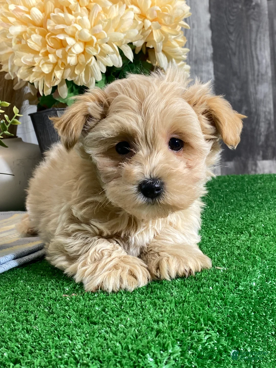 Maltipoo dogs for sale: Miller - Ad 5