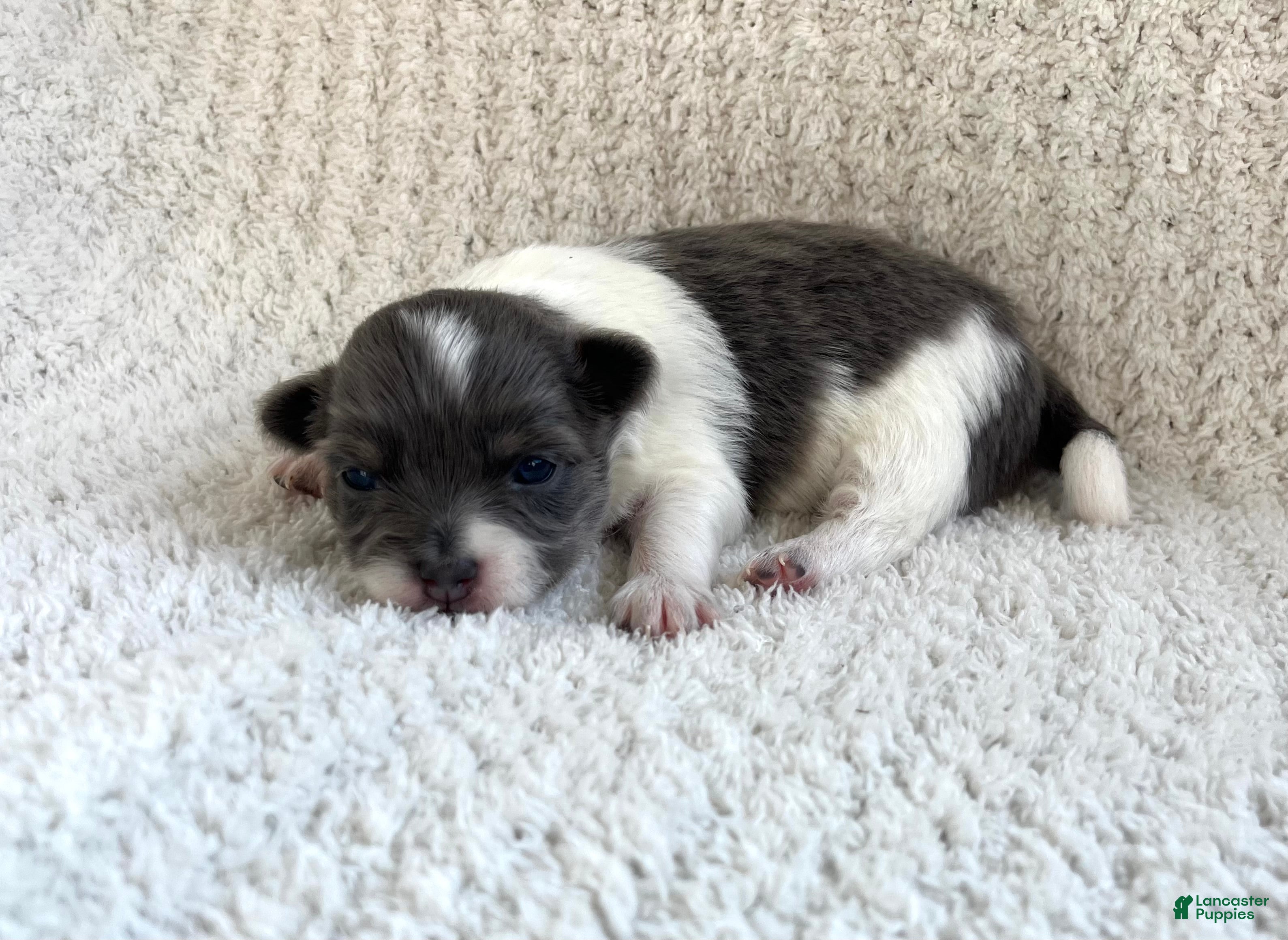 Chihuahua dogs Navaeh - Ad 1