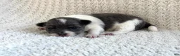Chihuahua dogs for sale: Navaeh - Ad 1