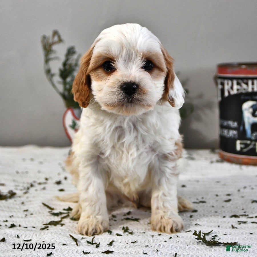 Cavapoo dogs Baxter - Ad 36