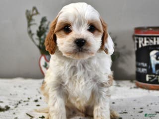 Cavapoo dogs Baxter - Ad 35