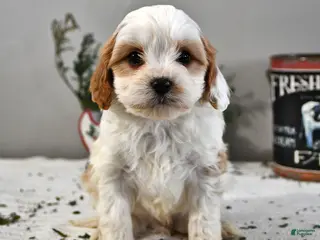 Cavapoo dogs Baxter - Ad 20