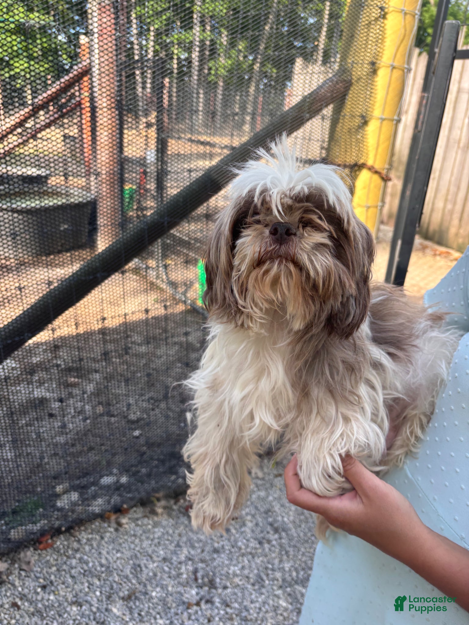 Shihpoo dogs for sale: Shihpoo Puppy 1 - Ad 6