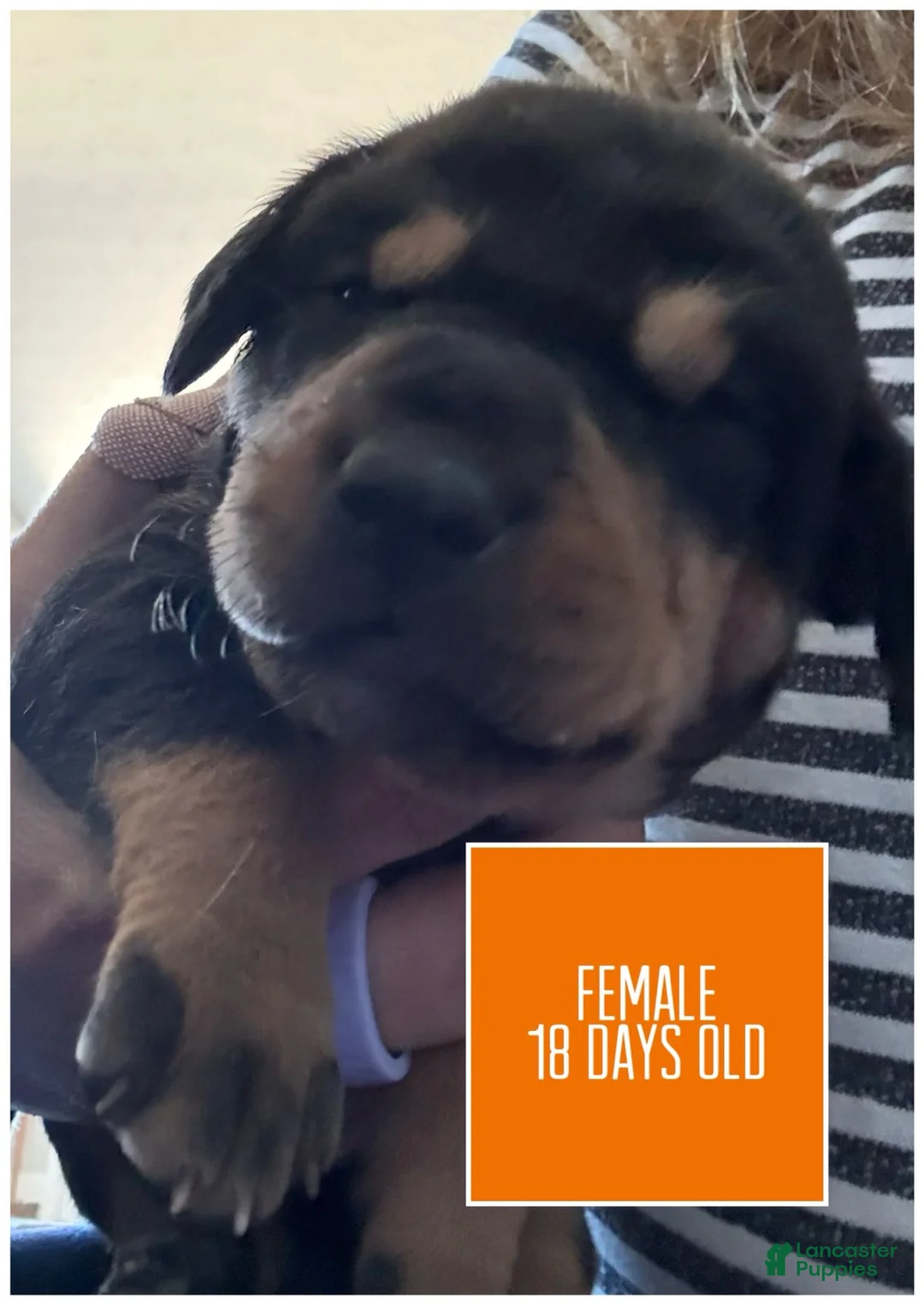 Catahoula Leopard Dog dogs for sale: Orange, Female - Ad 5