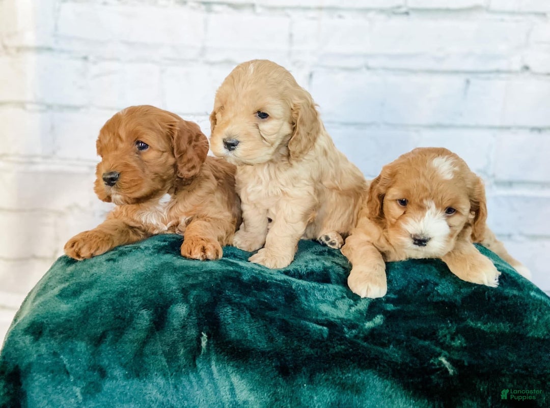 Gallery Image {{count}}