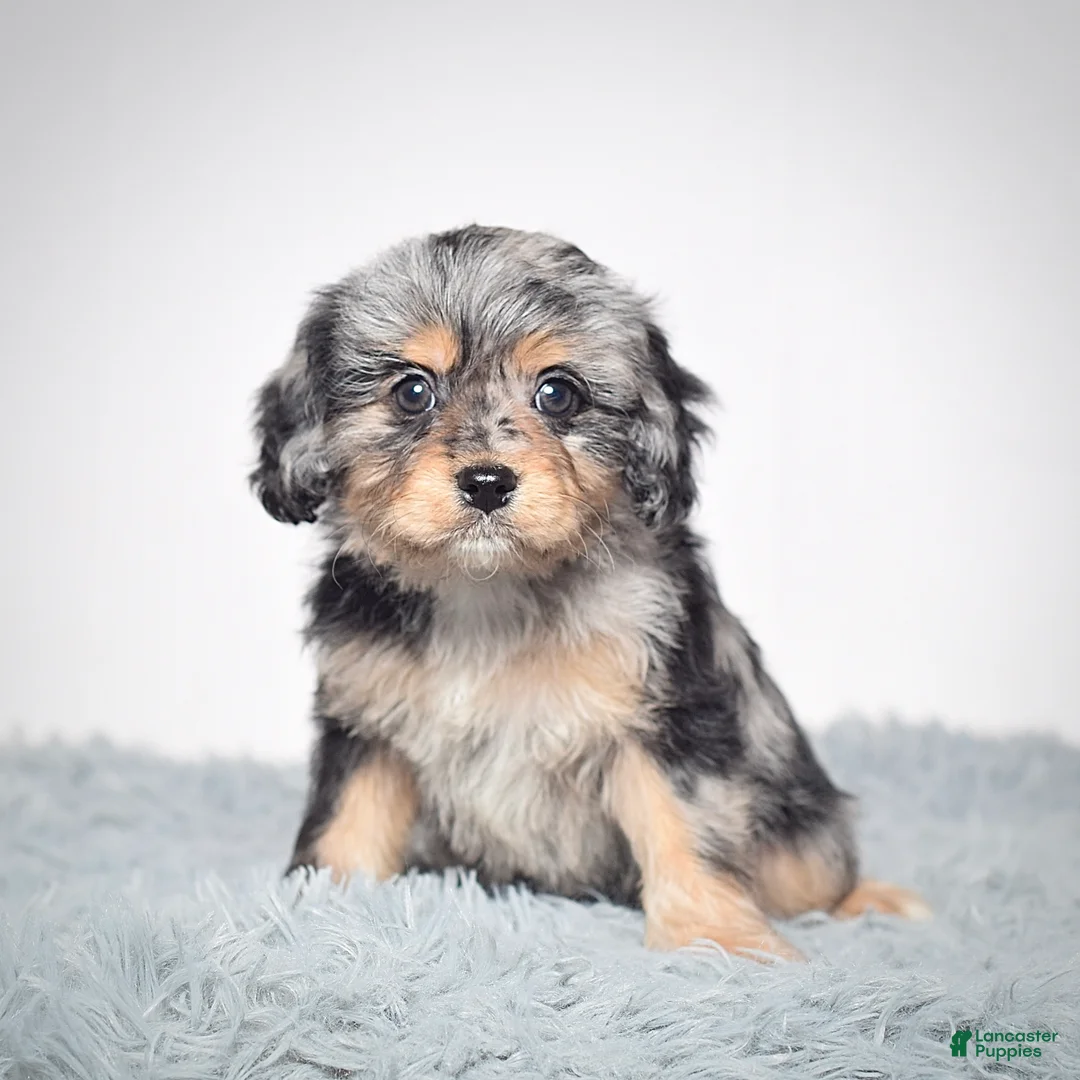 Cavapoo dogs for sale: Ms. Bonnie - Ad 5