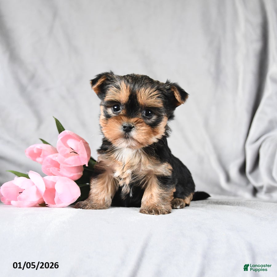 Morkie dogs Chase - Ad 11