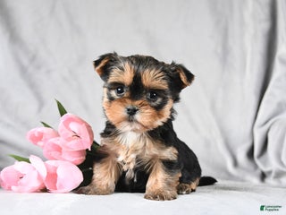 Morkie dogs Chase - Ad 29