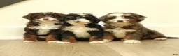 Mini Bernedoodle dogs for sale: Hazel  - Ad 5