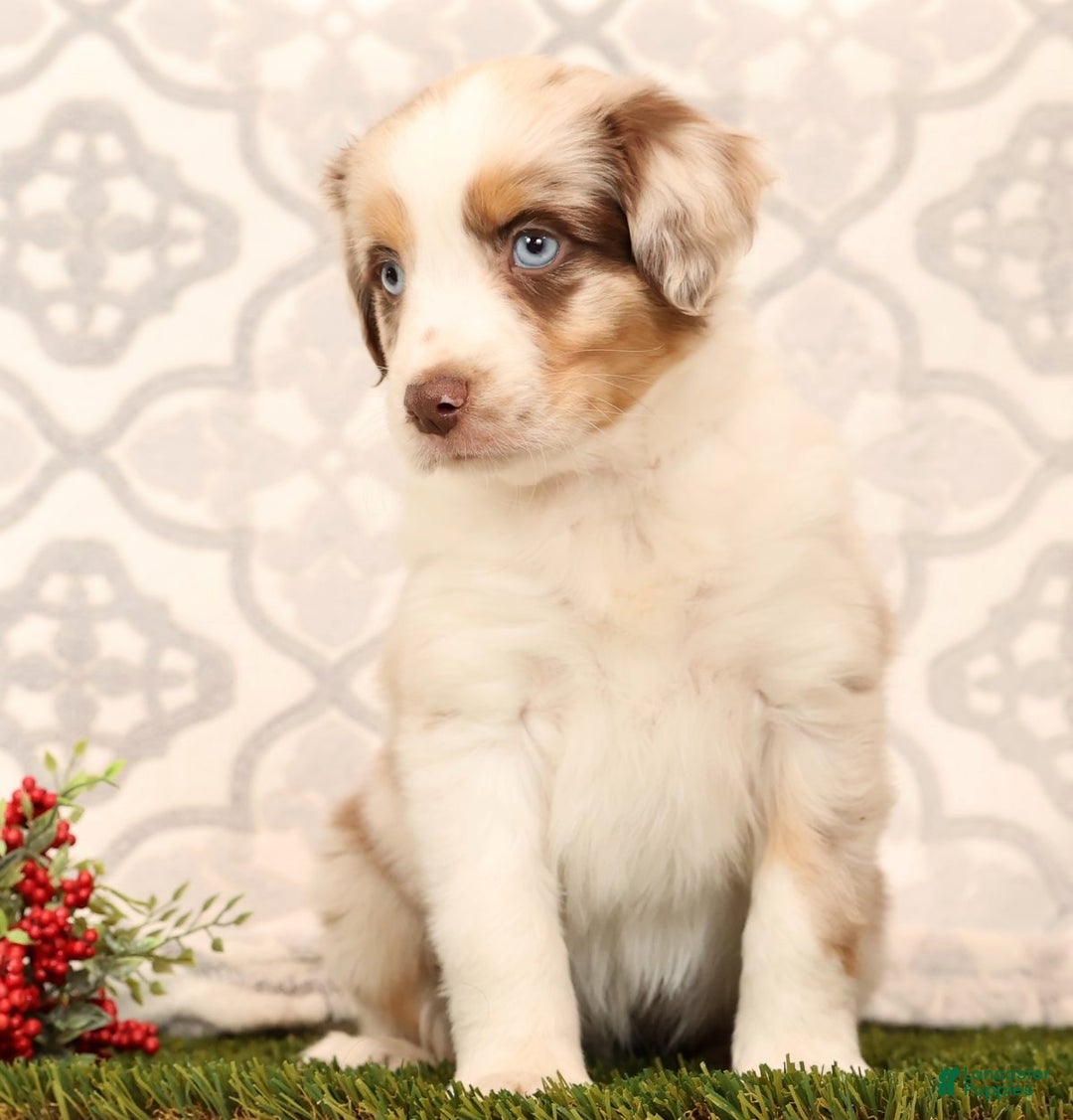 Miniature Australian Shepherd dogs for sale: Rainbow - Ad 9