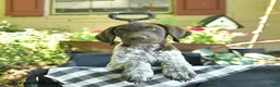German Shorthaired Pointer dogs for sale: Jack  - Ad 3