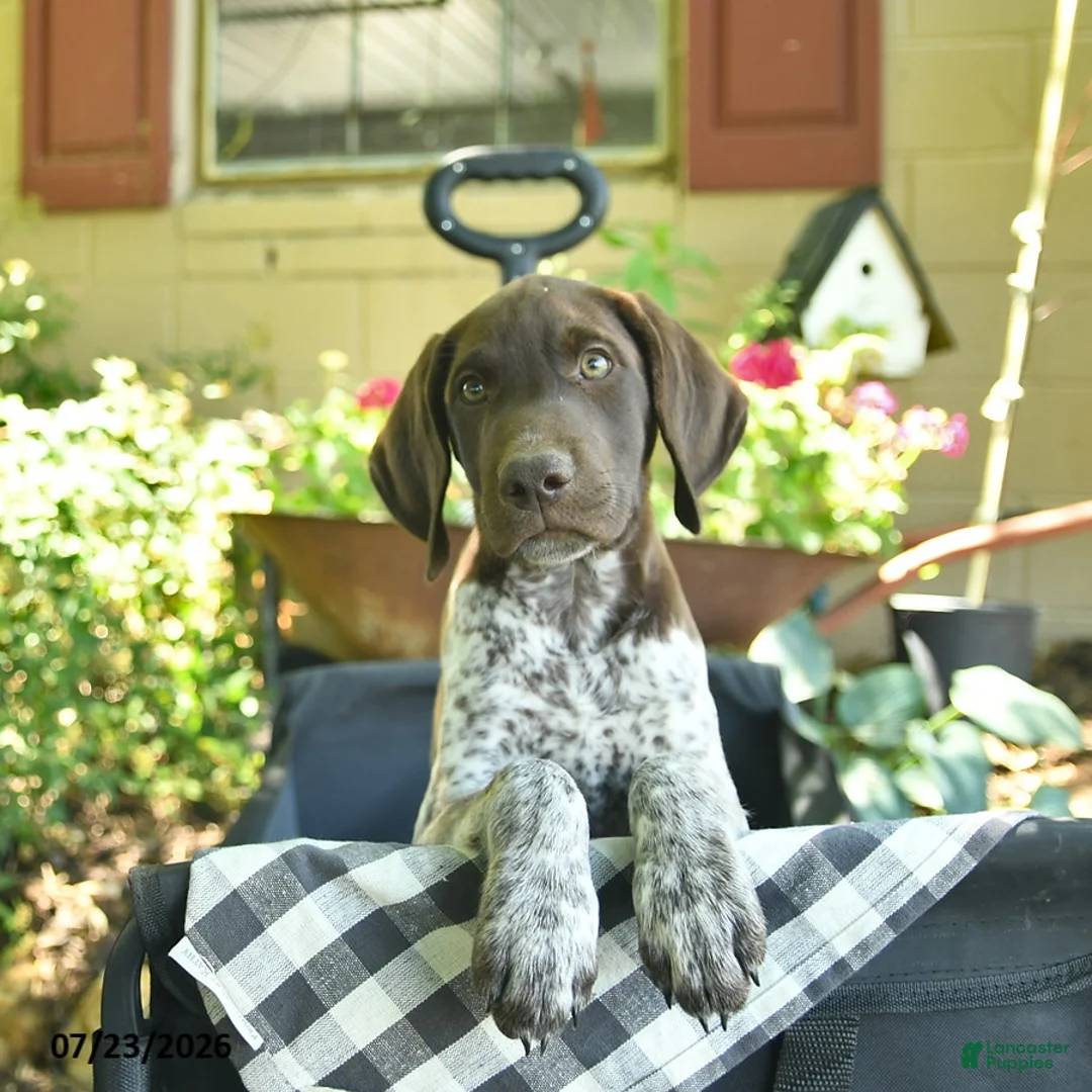 German Shorthaired Pointer dogs for sale: Jack  - Ad 3