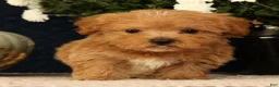 Havapoo dogs for sale: Keith - Ad 5