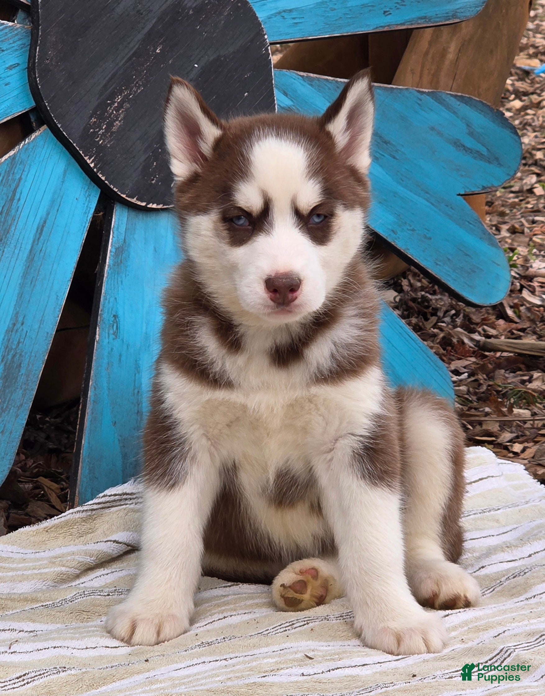 Siberian Husky dogs Brant - Ad 1