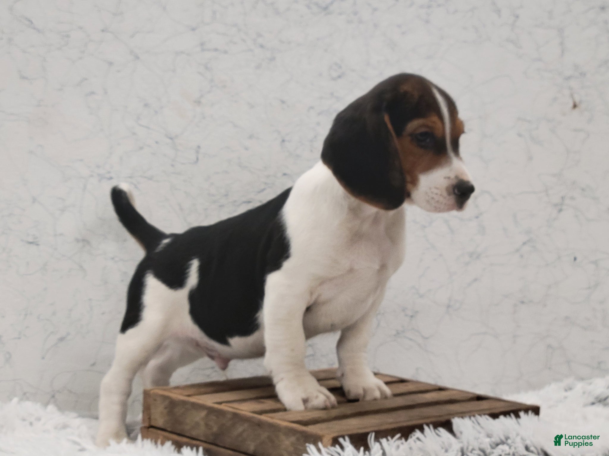 Beagle dogs Scippy - Ad 2