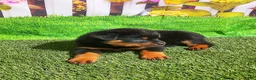 Rottweiler dogs for sale: Maverick - Ad 4