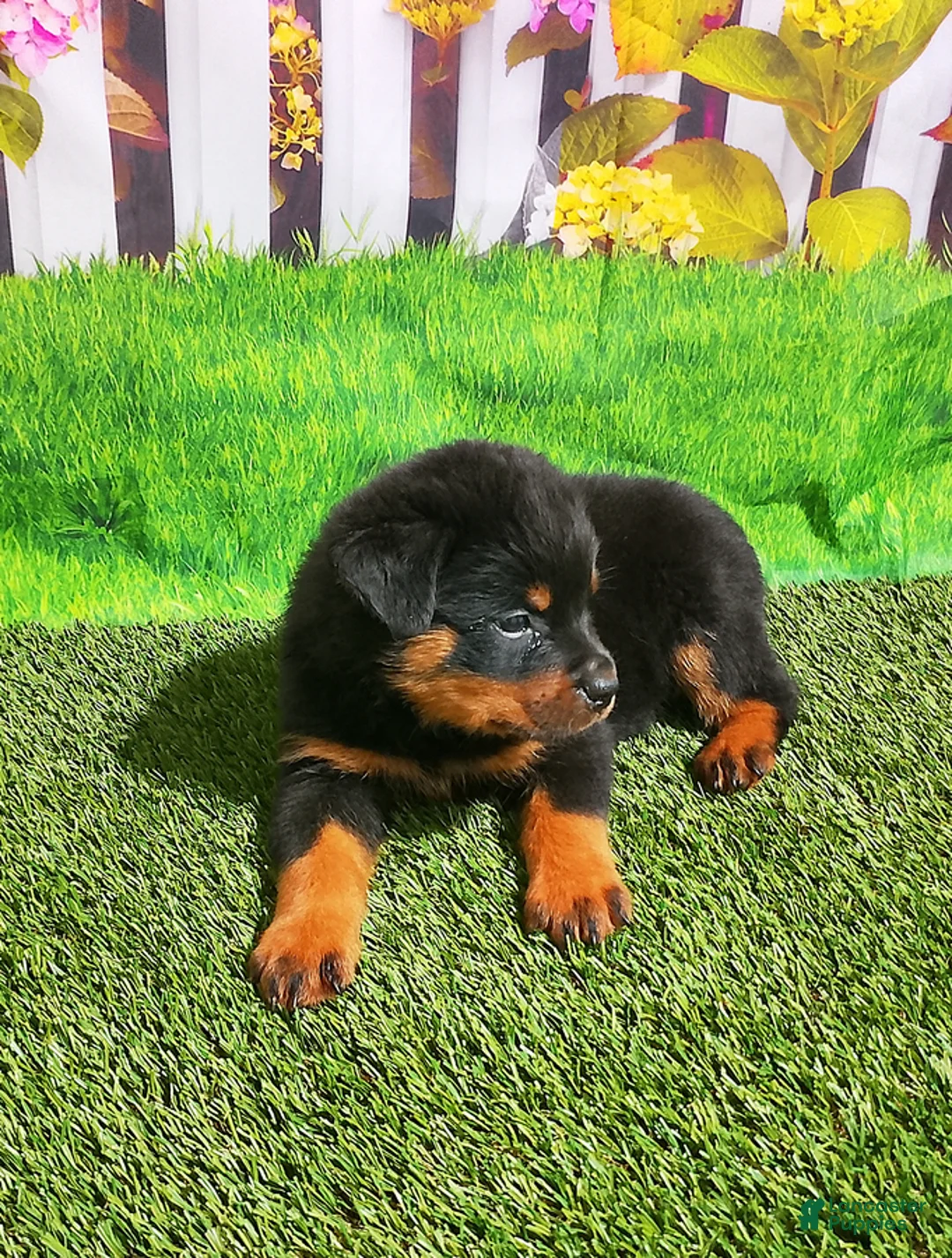 Rottweiler dogs for sale: Maverick - Ad 4