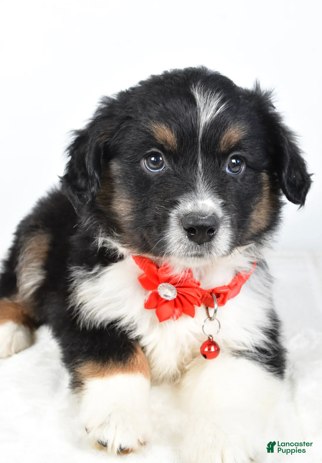 Miniature Australian Shepherd dogs for sale: Bessie - Ad 5