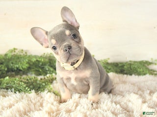 French Bulldog dogs - Ad 35
