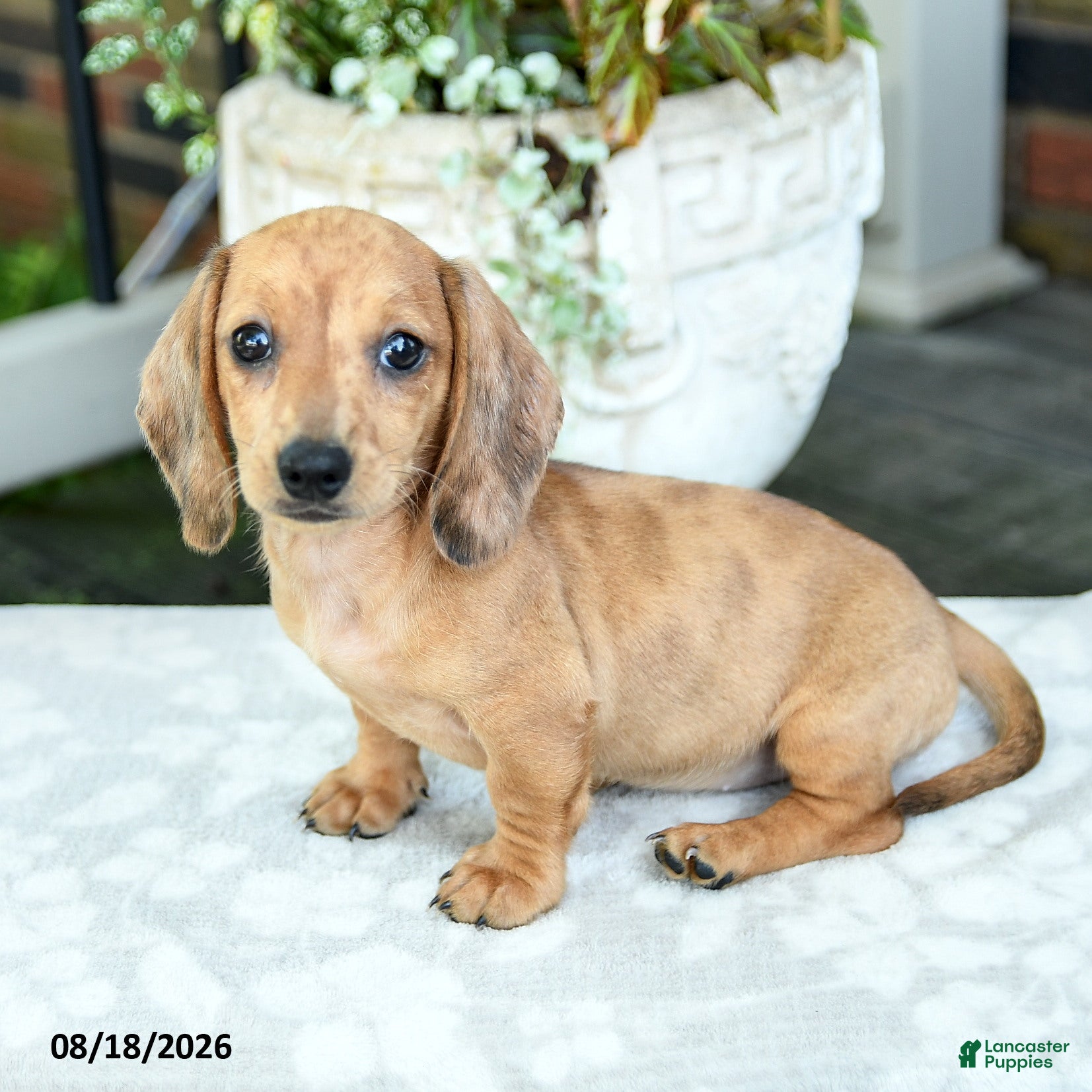 Miniature Dachshund dogs Tessa - Ad 1