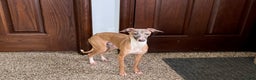 Italian Greyhound dogs for sale: Kenny - Ad 2