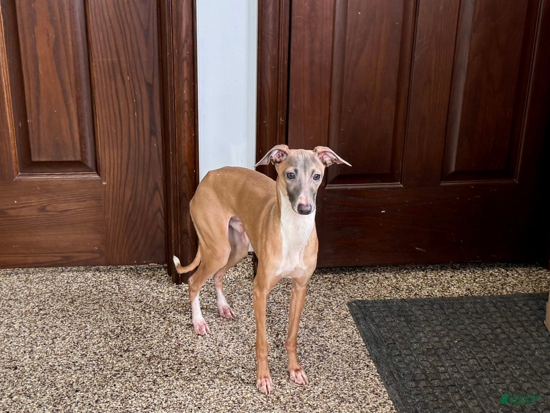 Italian Greyhound dogs for sale: Kenny - Ad 2