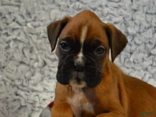 Boxer dogs Renley - Ad 24