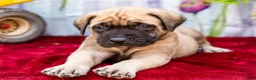 English Mastiff dogs for sale: Miles - Ad 5