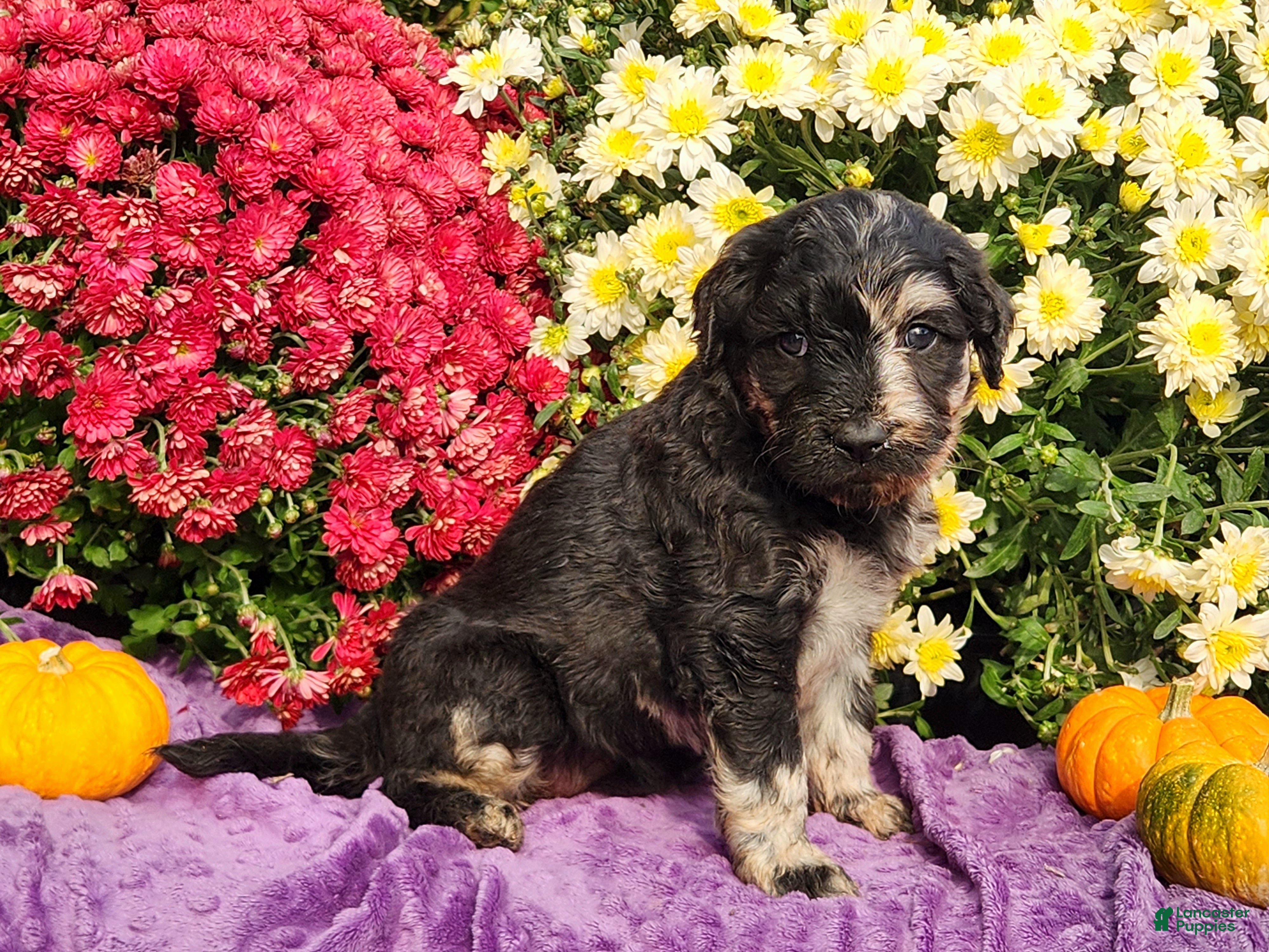 Goldendoodle dogs RICKI - Ad 2