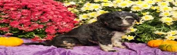 Goldendoodle dogs for sale: RICKI - Ad 2
