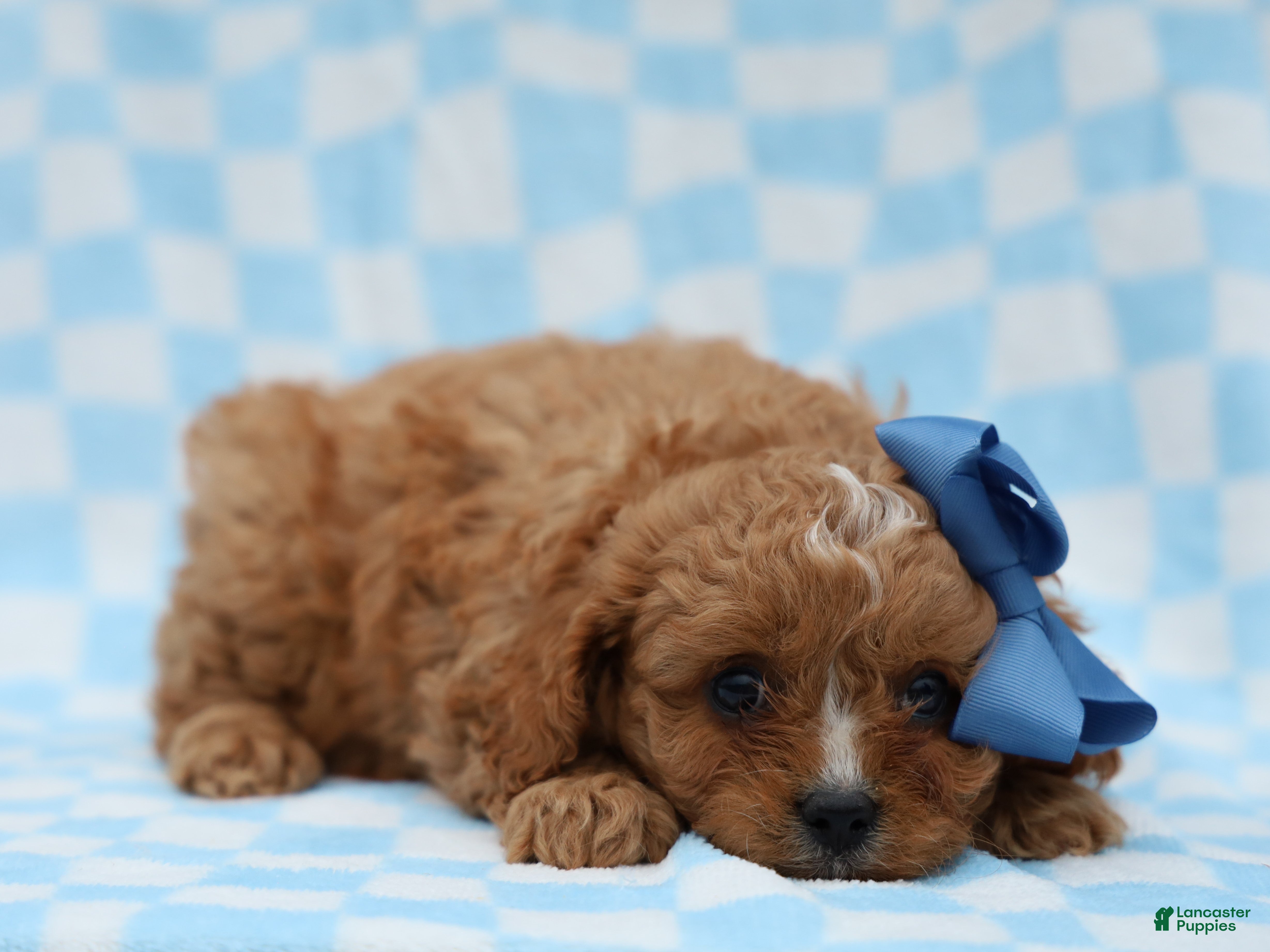 Cavapoo dogs Perry Cavapoo Puppy - Ad 1