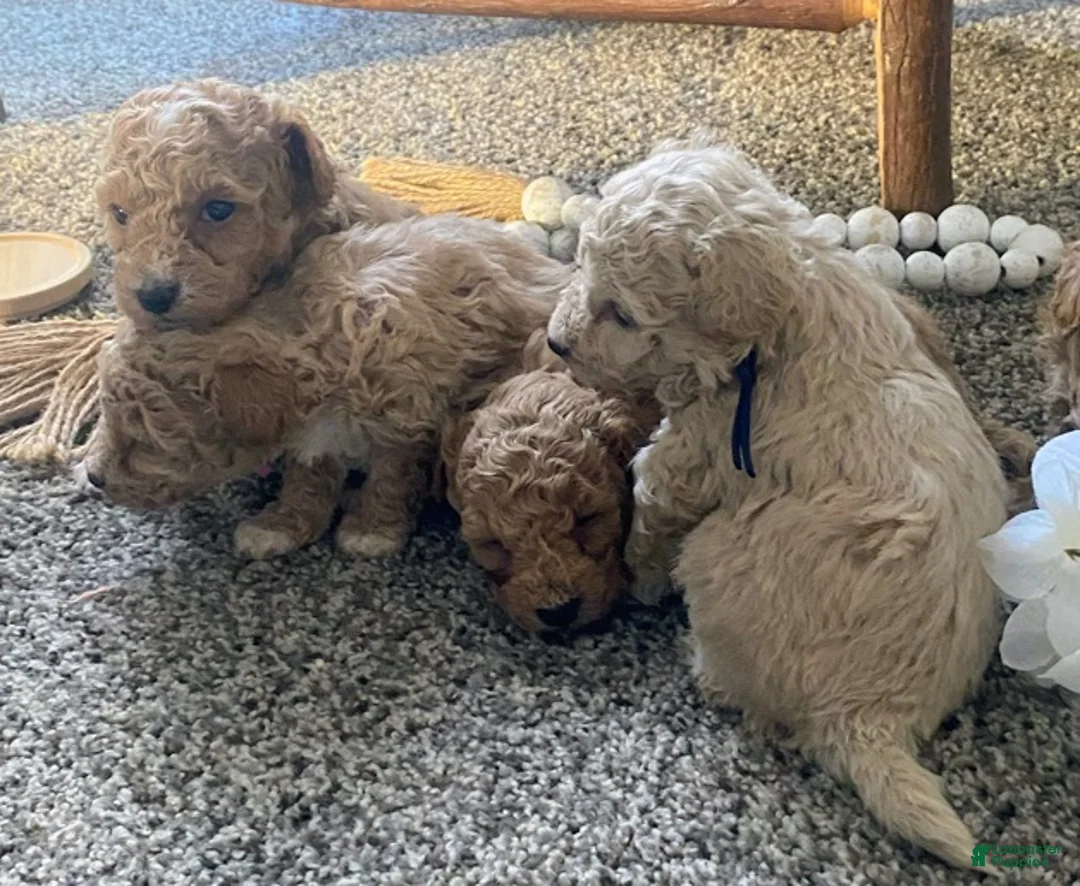 Toy Poodle dogs for sale: SWEET CAMERON  - Ad 7