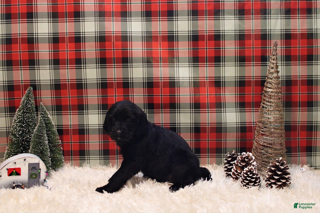 Mixed Breed dogs for sale: Ithica - Ad 9