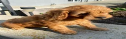 Cavapoo dogs for sale: Willow - Ad 8