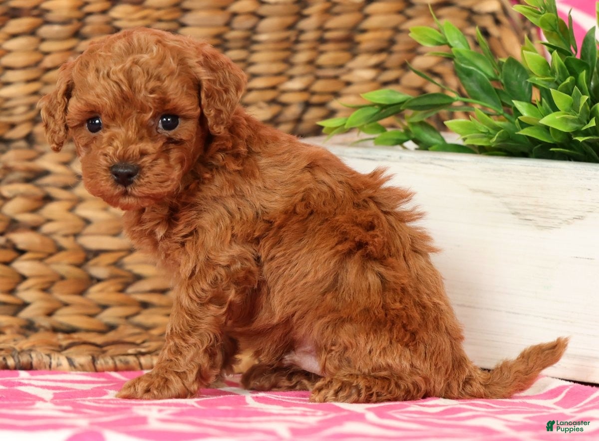 Cavapoo dogs Stanley - Ad 2