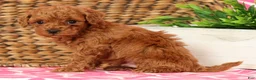 Cavapoo dogs for sale: Stanley - Ad 2