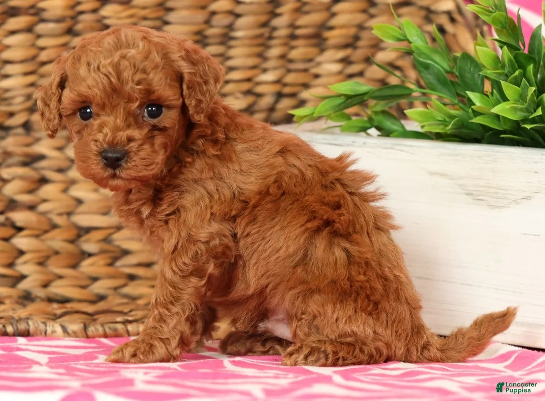 Cavapoo dogs for sale: Stanley - Ad 2