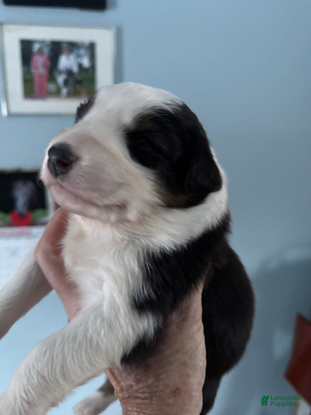 Australian Shepherd dogs for sale: Australian Shepherd Puppy 5 - Ad 2