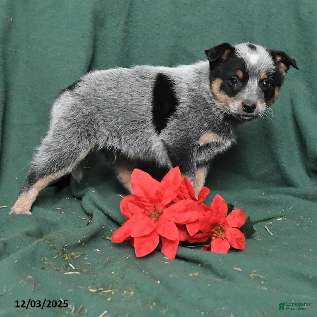 Australian Cattle Dog dogs for sale: Oliver - Ad 2