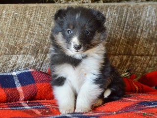 Sheltiedoodle dogs Marie - Ad 4